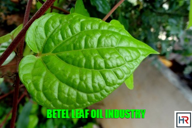 Betel Leaf Oil Industry.jpg